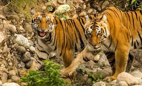 Jim Corbett Wildlife Tour Packages | call 9899567825 Avail 50% Off